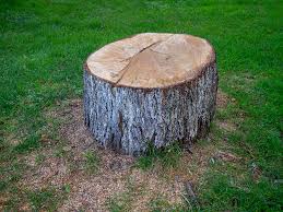 How Our Tree Care Process Works  in  Calistoga, CA
