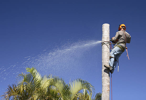 Best Lawn Renovation and Restoration  in Listoga, CA