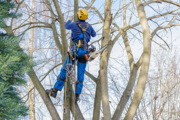 Pest Control for Lawns in Calistoga, CA