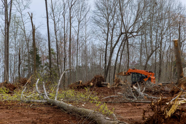 Best Hazardous Tree Removal  in Listoga, CA